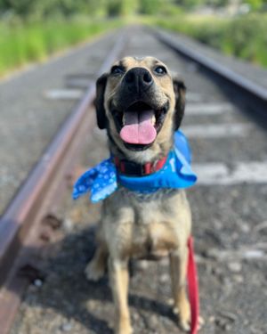 Image post by @whitmanpets on Instagram