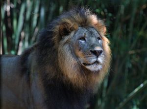 Image post by @bhamzoo on Instagram