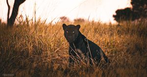 Image post by @reddigitalcinema on Instagram