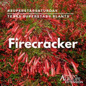 Image post by @txextension on Instagram