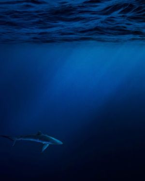 Image post by @sealegacy on Instagram