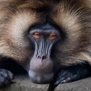 Image post by @animalplanet on Instagram