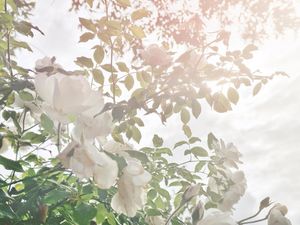 Image post by @amandabolinphotography on Instagram