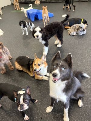 Image post by @tux_the_blue_pomsky on Instagram