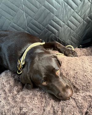 Image post by @thechonkychip on Instagram