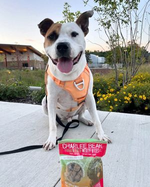 Image post by @charlee_bear_dogtreats on Instagram