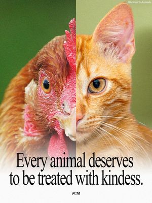 Image post by @peta on Instagram