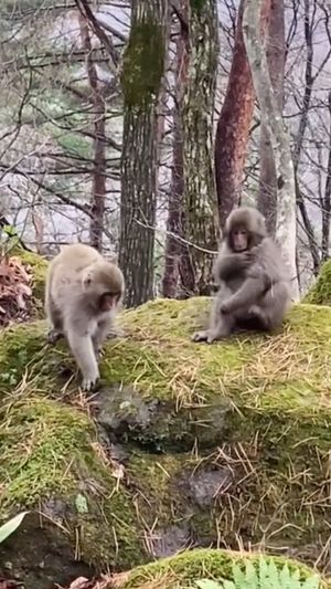 Video post by @bbcearth on Instagram