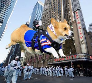 Image post by @ziggy_thecorg on Instagram