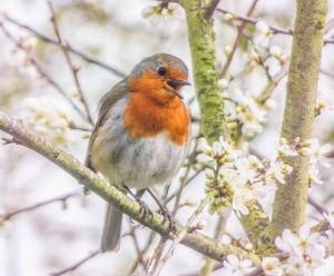 Image post by @rspb on Instagram
