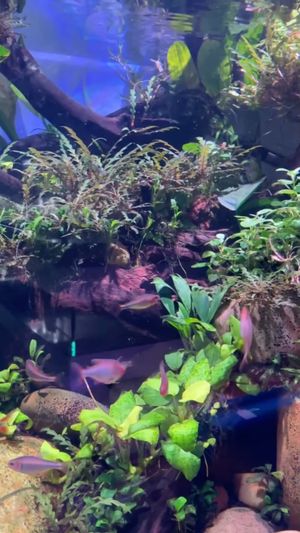 Video post by @aqualupi on Instagram