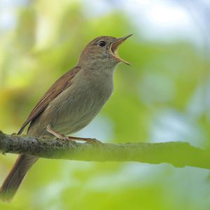 Image post by @rspb on Instagram