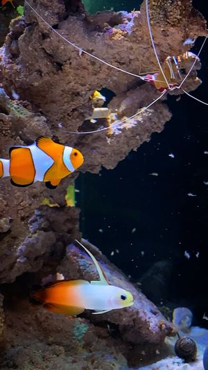 Video post by @aqualupi on Instagram