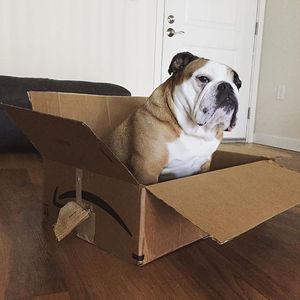 Image post by @amazon on Instagram