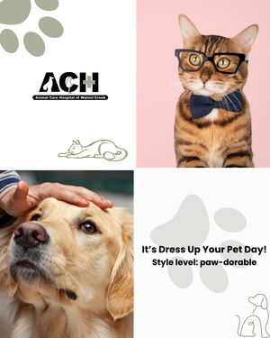 Image post by @achwalnutcreek on Instagram