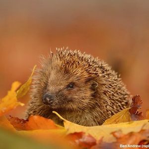 Image post by @rspb on Instagram