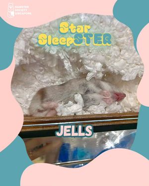 Image post by @hamstersociety.sg on Instagram