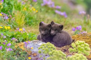 Image post by @AnimalPlanet on Twitter