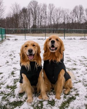 Image post by @goldn_comet on Instagram