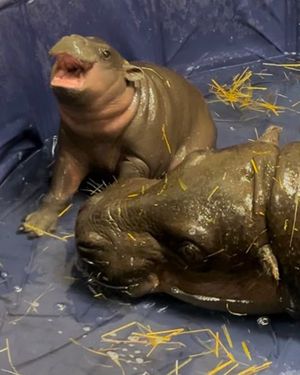 Image post by @thetorontozoo on Instagram