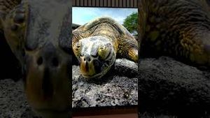 Video post by @digitaltrends on YouTube