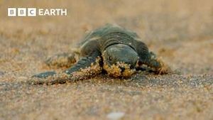 Video post by @bbcearth on YouTube