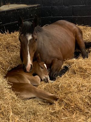 Image post by @juddmonte on Instagram