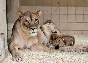 Image post by @detroitzoo on Instagram