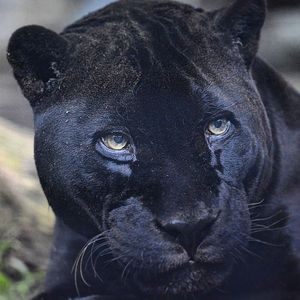 Image post by @sandiegozoo on Instagram