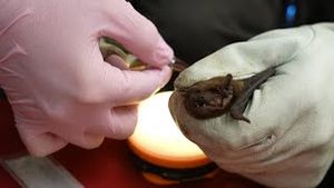 Video post by @bbcearth on YouTube