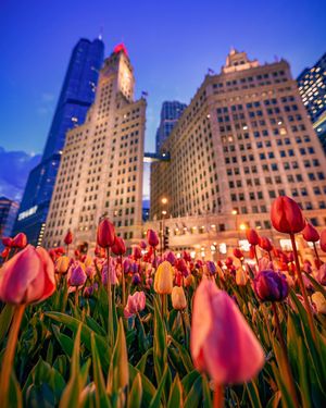 Image post by @chicago.explore on Instagram