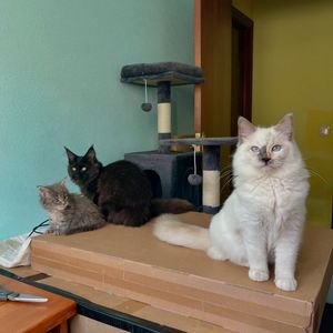 Image post by @brunrik.and.pyrene.ragdolls on Instagram