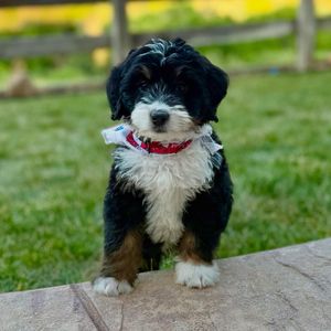 Image post by @castlerockbernedoodles on Instagram