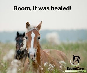 Image post by @equinecareprobiotic on Instagram
