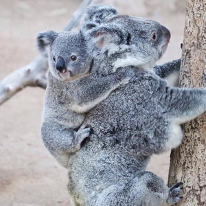 Image post by @sandiegozoo on Instagram