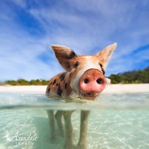 Image post by @AvondaleTravel on Facebook