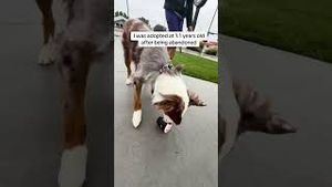 Video post by @randysilvertv on YouTube