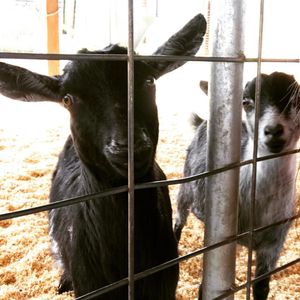 Image post by @southernbellefarm on Instagram