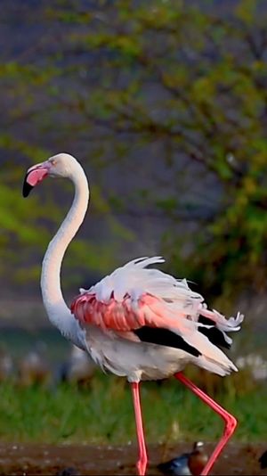 Video post by @bbcearth on Instagram