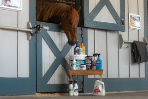 Image post by @kyhorsepark on Instagram