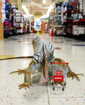 Image post by @petco on Instagram