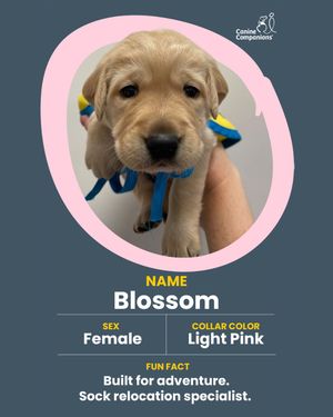 Image post by @canineorg on Instagram