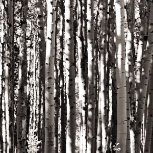 Image post by @skicrestedbutte on Instagram