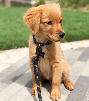 Image post by @pancake.thegolden on Instagram