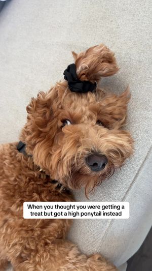 Video post by @tedflixnchill on TikTok