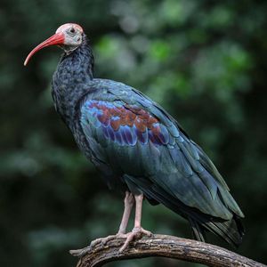 Image post by @sandiegozoo on Instagram