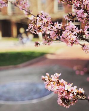 Image post by @wfuniversity on Instagram