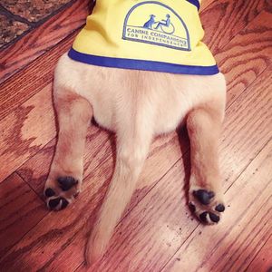 Image post by @canineorg on Instagram