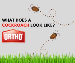 Text post by @Ortho on Twitter/X