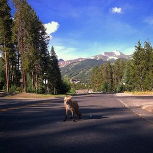 Image post by @breckenridgemtn on Instagram